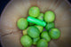 Neon Green Minnow Glitter Bat